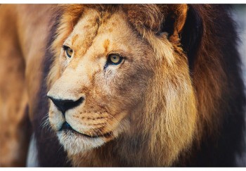 animal 083